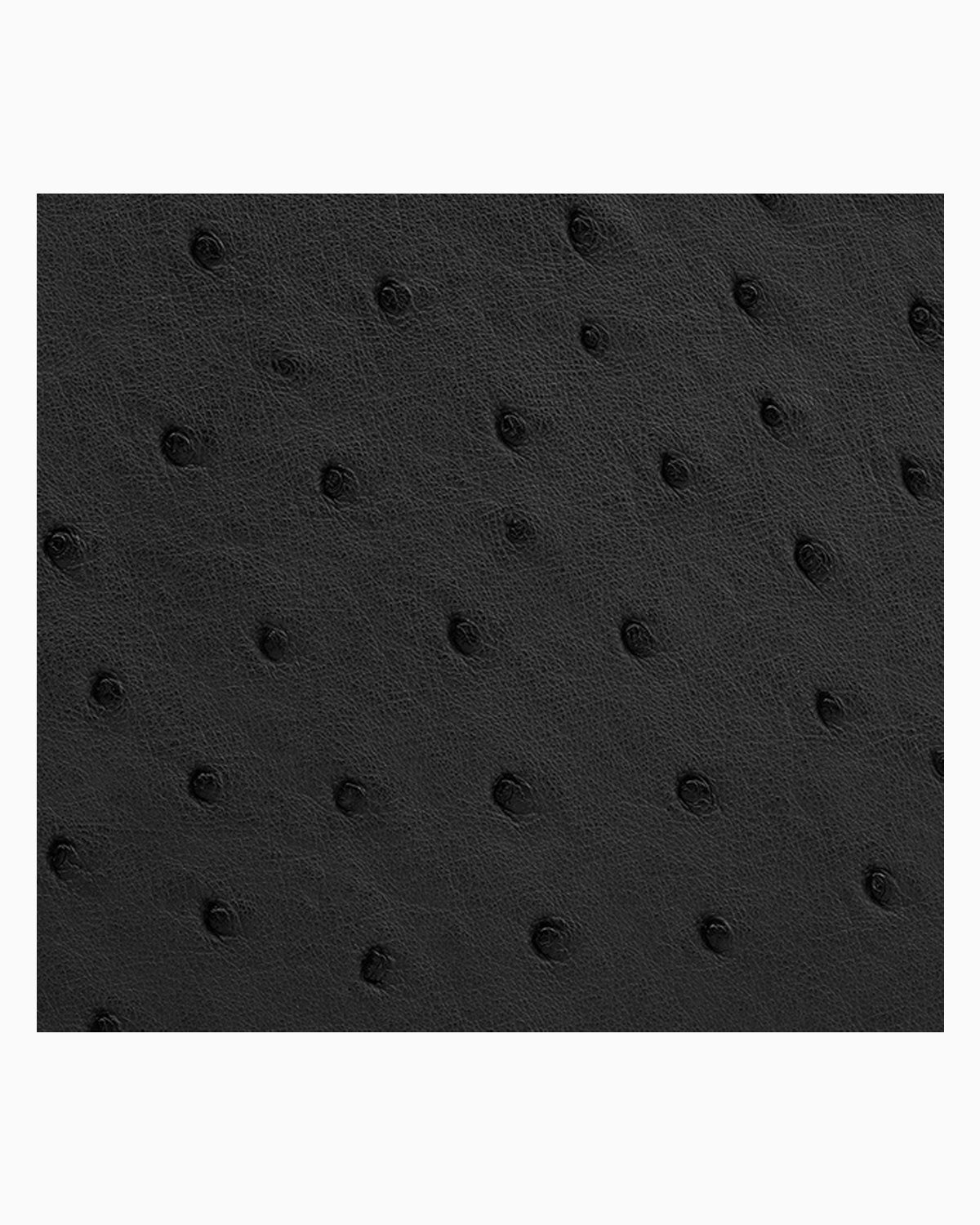 A close-up of a black genuine ostrich leather | BUCKLE Collective